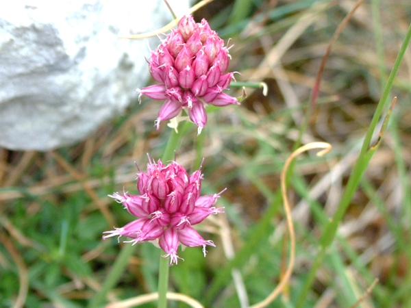 Allium sphaerocephalon